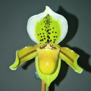 Paphiopedilum exul