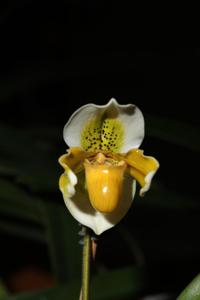 Paphiopedilum exul