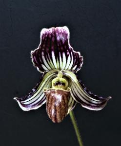 Paphiopedilum fairrieanum