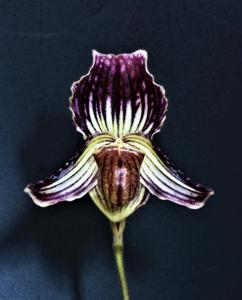 Paphiopedilum fairrieanum