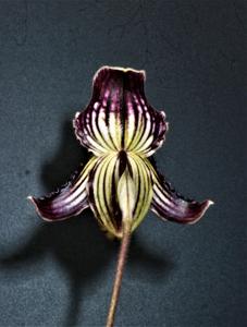 Paphiopedilum fairrieanum