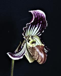 Paphiopedilum fairrieanum