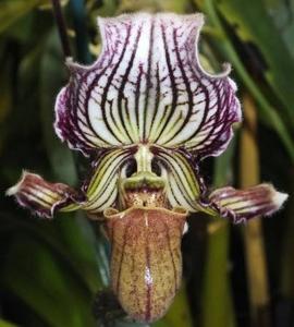 Paphiopedilum fairrieanum