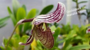 Paphiopedilum fairrieanum