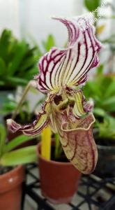 Paphiopedilum fairrieanum