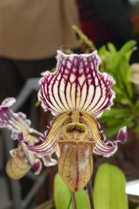 Paphiopedilum fairrieanum