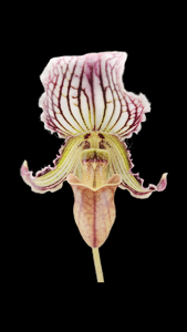 Paphiopedilum fairrieanum