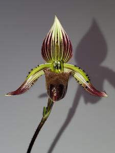 Paphiopedilum fowliei