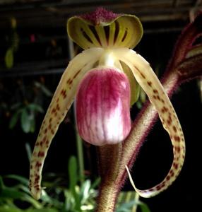 Paphiopedilum gigantifolium