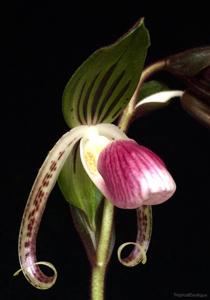 Paphiopedilum gigantifolium