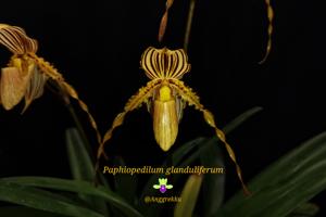 Paphiopedilum glanduliferum