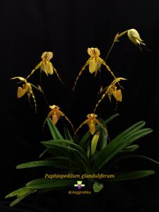 Paphiopedilum glanduliferum