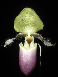 Paphiopedilum glaucophyllum