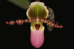 Paphiopedilum glaucophyllum