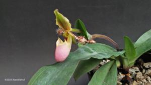 Paphiopedilum glaucophyllum