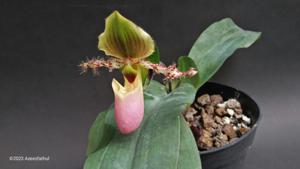 Paphiopedilum glaucophyllum