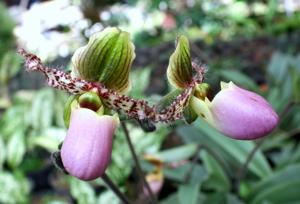 Paphiopedilum glaucophyllum