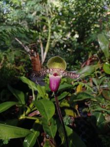 Paphiopedilum glaucophyllum
