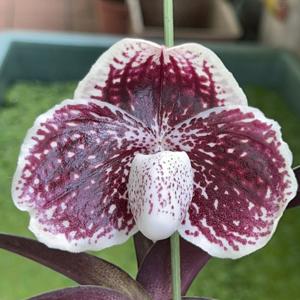 Paphiopedilum godefroyae