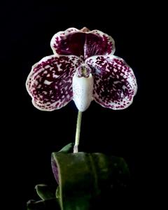 Paphiopedilum godefroyae