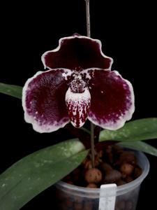 Paphiopedilum godefroyae