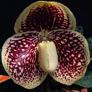 Paphiopedilum godefroyae