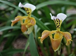 Paphiopedilum gratrixianum
