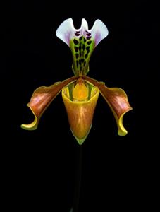 Paphiopedilum gratrixianum