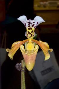 Paphiopedilum gratrixianum