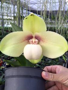 Paphiopedilum hangianum