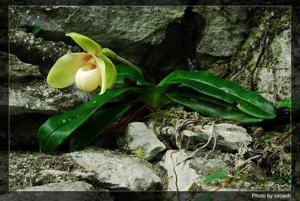 Paphiopedilum hangianum