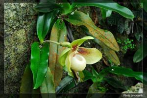 Paphiopedilum hangianum