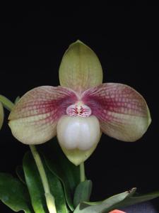 Paphiopedilum hangianum