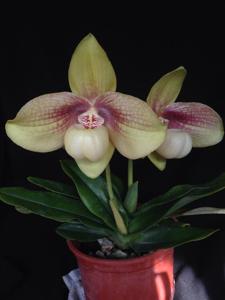 Paphiopedilum hangianum