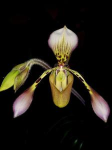 Paphiopedilum haynaldianum