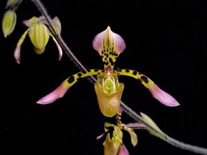 Paphiopedilum haynaldianum