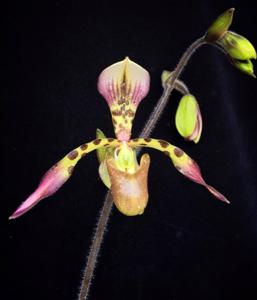 Paphiopedilum haynaldianum