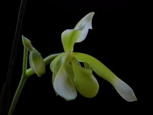 Paphiopedilum haynaldianum