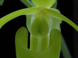 Paphiopedilum haynaldianum