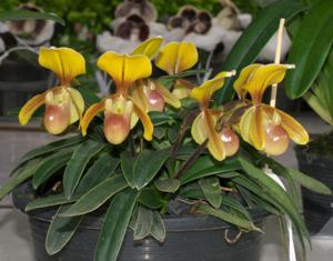 Paphiopedilum helenae