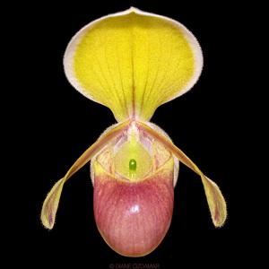 Paphiopedilum helenae