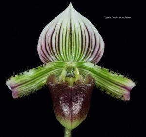 Paphiopedilum hennisianum