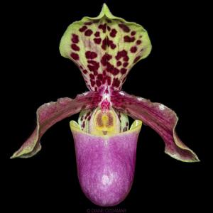 Paphiopedilum henryanum