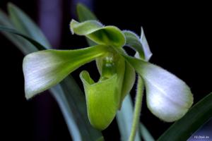 Paphiopedilum hirsutissimum