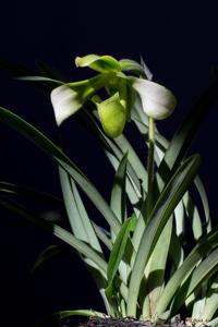 Paphiopedilum hirsutissimum