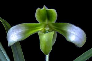 Paphiopedilum hirsutissimum