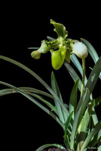 Paphiopedilum hirsutissimum