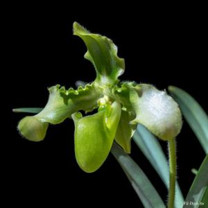 Paphiopedilum hirsutissimum