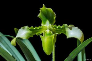 Paphiopedilum hirsutissimum