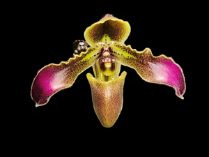 Paphiopedilum hirsutissimum